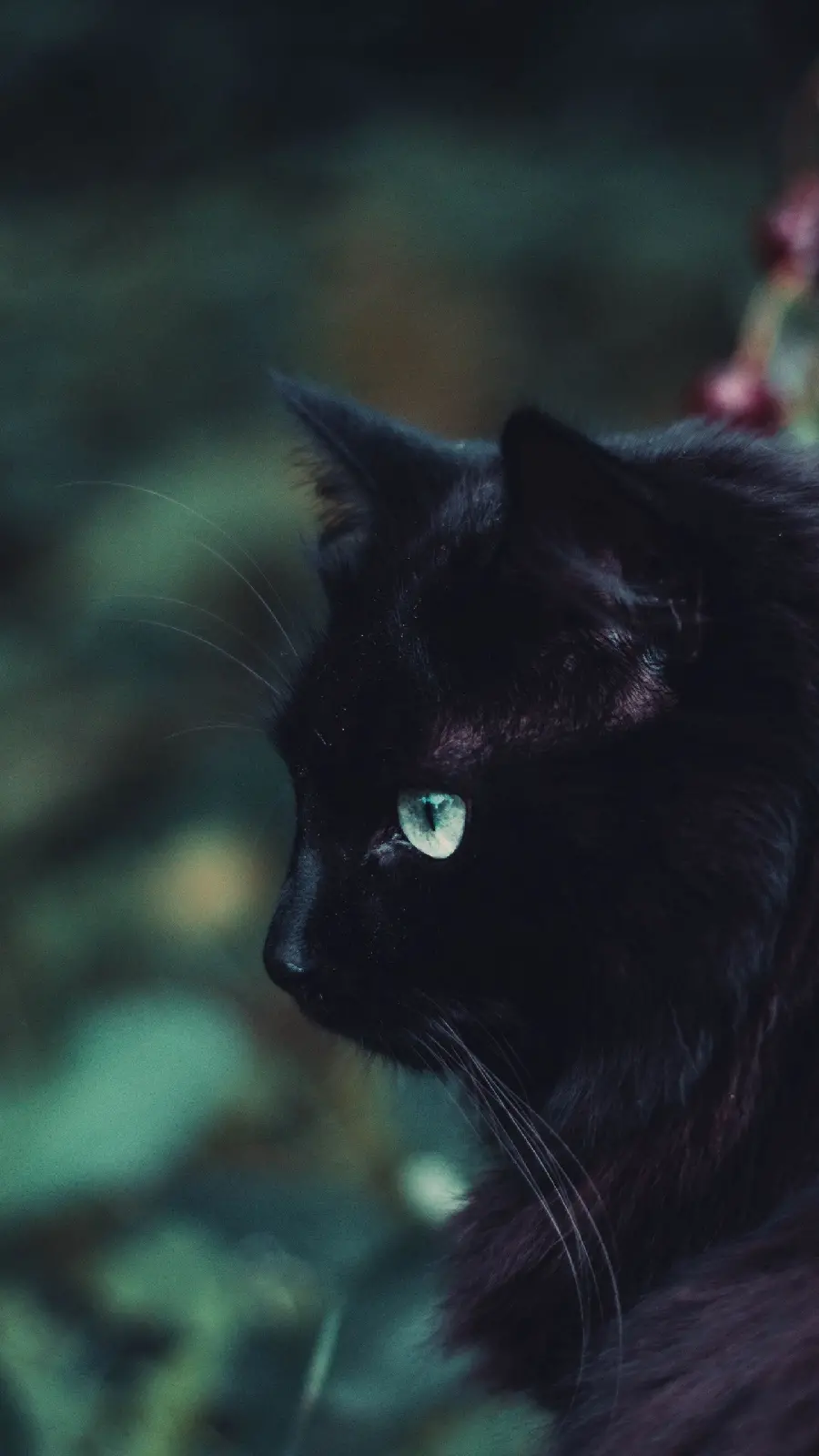 دانلود عکس گربه مشکی با چشم های سبز