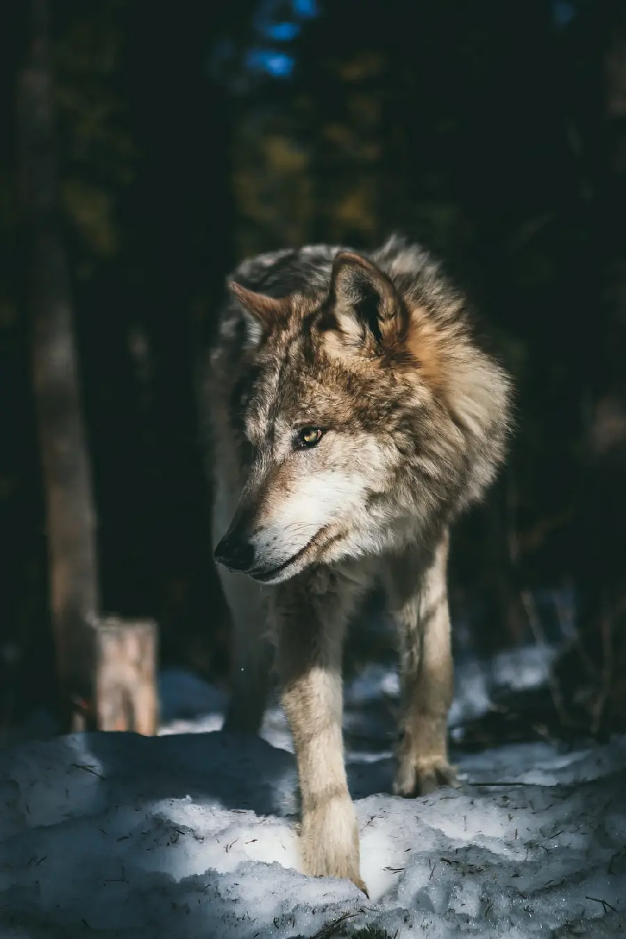 تصویر زیبا گرگ جنگل با کیفیت بالا