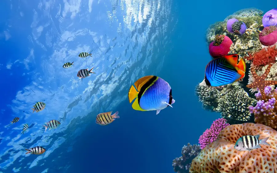 عکس زیبا از دنیایی زیر آب underwater world sea برای پروفایل