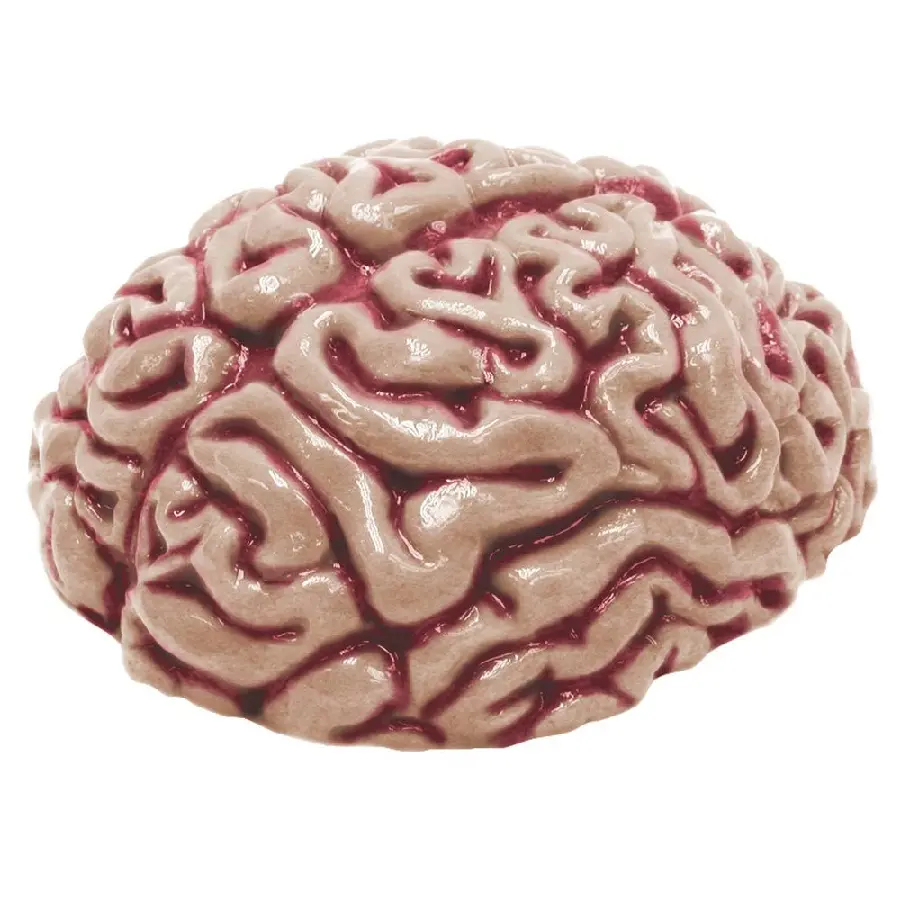 عکس مغز انسان با پس زمینه سفید برای استفاده در فوتوشاپ