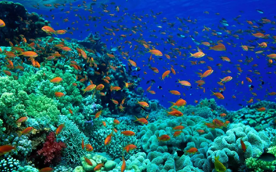 عکس طبیعت و ماهی های کوچک داخل اعماق اقیانوس