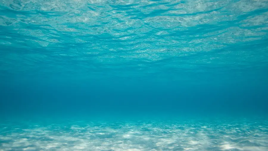 تصویر منتخب مسابقه‌ی جهانی عکاسی زیر آب با کیفیت عالی