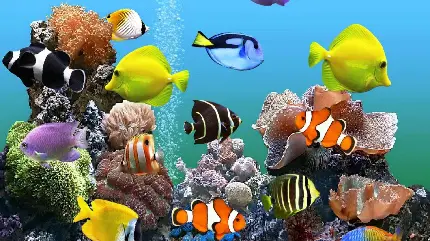 عکس پس زمینه فول اچ دی ماهی های رنگی اقیانوس