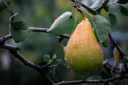 تصویر از یک گلابی آرایش شده با قطرات باران با کیفیت عالی 