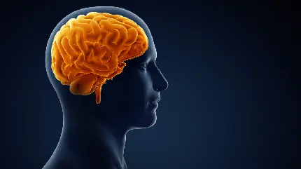 عکس مغز انسان برای پست در شبکه های اجتماعی