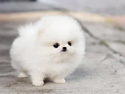 دانلود عکس سگ کیوت و کوچولو سفید با کیفیت بالا