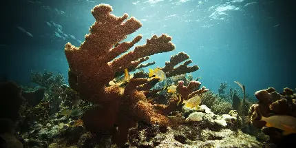 عکس فول اچ دی صخره مرجانی در اعماق دریا 