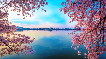 عکس عاشقانه شکوفه های بهاری درخت گیلاس و رودخانه آبی برای پروفایل و پس زمینه گوشی