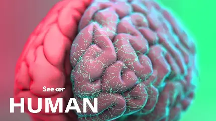 عکس مغز انسان برای پروفایل متخصص مغز و اعصاب