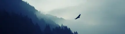 عکس پرواز عقاب زیبا برای بک گراند صفحه نمایش از نوع عریض Wide