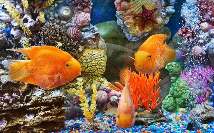 بک گراند پروانه ماهی نارنجی و صخره مرجانی