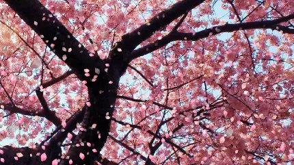 تصویر زیبا از شکوفه های بهاری درختان گیلاس در ژاپن برای پروفایل