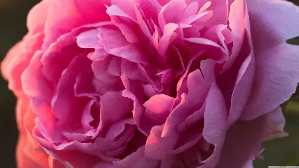عکس ماکرو گل صد تومانی با رنگ صورتی جذاب