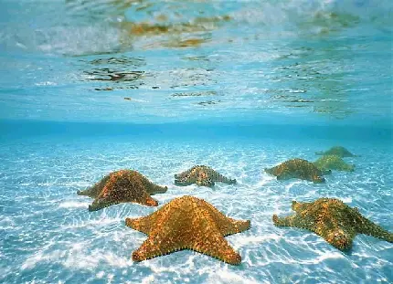 عکس ستاره دریایی شگفتی اعماق در زیر آب با کیفیت بالا