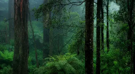 دانلود عکس با کیفیت full hd جنگل استوایی