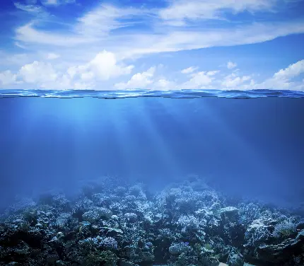 عکس دیدنی از زیر اقیانوس و مرجان های کف دریا و نور تابیده شده از خورشید با کیفیت 8k