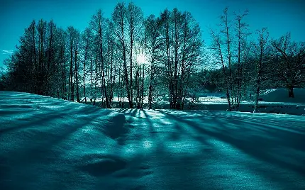 عکس درخت برفی در فصل زمستان tree in winter با کیفیت اچ دی