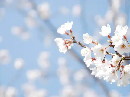 عکس زیبا از فصل بهار و شکوفه های زیبای درختان گیلاس برای بک گراند گوشی