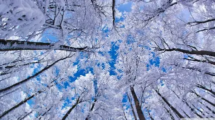 عکس بسیار زیبا و دیدنی از طبیعت زمستان برای تم موبایل از نمایی متفاوت و هنرمندانه 