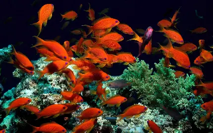 بگ گراندی از عکس ماهی های قرمز داخل اقیانوس