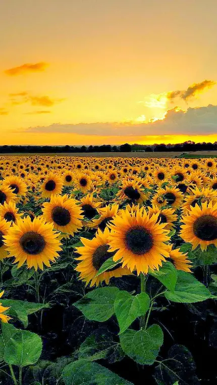 جدیدترین و زیباترین عکس گل های آفتابگردان در طبیعت و مزرعه برای والپیپر گوشی هوشمند