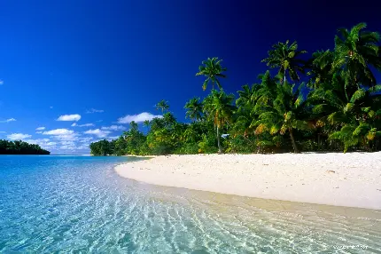 عکس زیبا و شگفت انگیز از ساحل و دریا آرام و رنگ آبی دریا با شنها و درختان