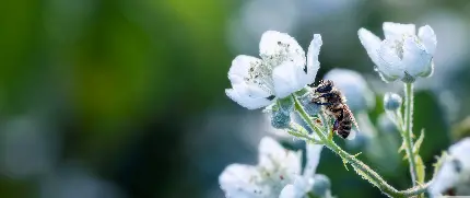 عکس ماکرو زنبور و گلهای خوش رنگ و رخسار