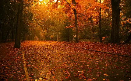 عکس تصویر زمینه پاییزی دخترانه و غروب زیبای جاده و برگهای چسبیده به آن
