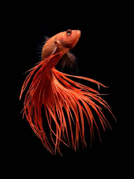 عکس شیک ماهی قرمز وحشی با پس زمینه مشکی جذاب با کیفیت بالا
