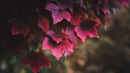 تصویر زمینه برگ های قرمز پاییزی با کیفیت 4K مخصوص کامپیوتر