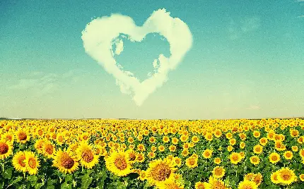 عکس گل های زیبای آفتاب گردان و قلب فانتزی برای پس زمینه گوشی