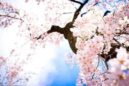 تصویر فوق العاده زیبای شکوفه های بهاری درخت گیلاس برای بک گراند فوتوشاپ