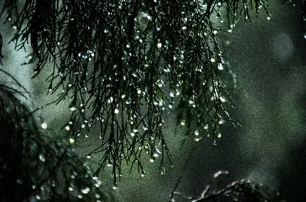 عکس رویایی و زیبا از قطره های باران با کیفیت 5K برای لپ تاپ