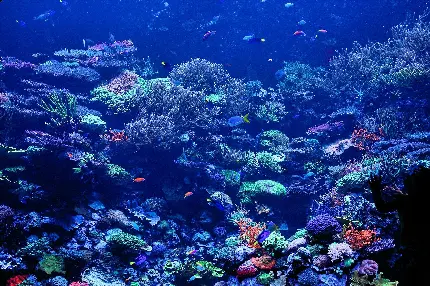 عکس جالب و دیدنی از داخل آب دریا با ماهی ها و گیاهان رنگارنگ