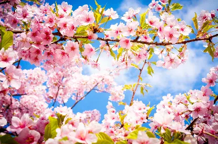 والپیپر فصل بهار و شکوفه های سفید گیلاس با ابعاد مناسب برای موبایل