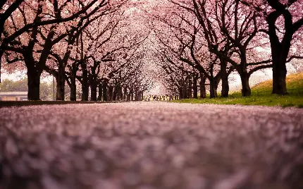 عکس زیبا و دل انگیز شکوفه های گیلاس رنگارنک بهاری برای پروفایل