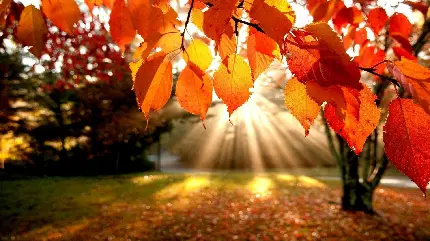 بی نظیرترین عکس پاییزی و برگ های درخت و تابش نور خورشید