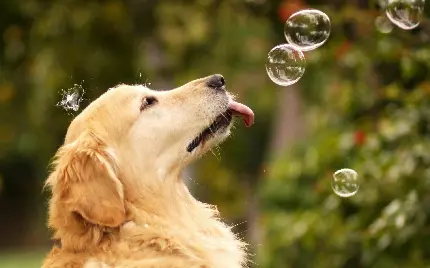 والپیپر سگ بازیگوش مشغول بازی با حباب های آبی