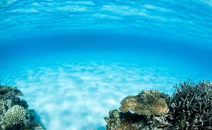 عکس‌ بی‌نظیر از دنیای زیر آب با کیفیت بالا