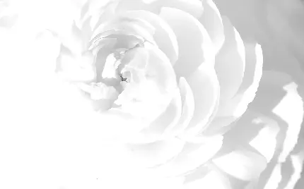 زیباترین پس زمینه گل رز سفید رنگ با کیفیت فوق العاده