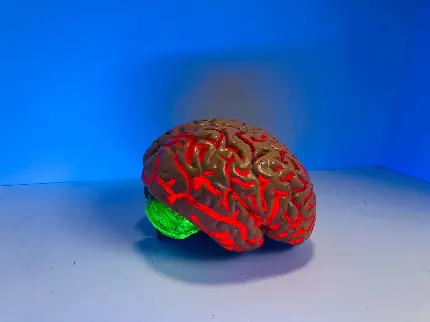 عکس مولاژ کامل مغز انسان
