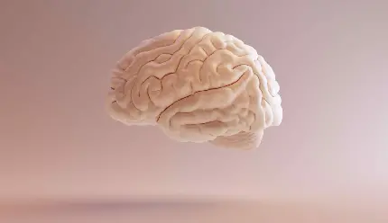 عکس مغز انسان با کیفیت بالا