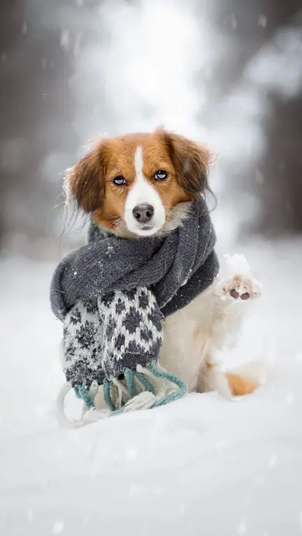 عکس فوق العاده بامزه از سگ با شال گردن در برف