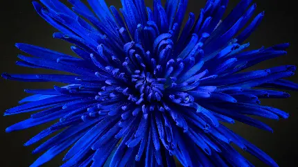 جدیدترین عکس گل داوودی آبی از نزدیک با کیفیت 9K