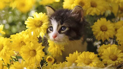 عکس گربه ملوس در میان گل های زرد