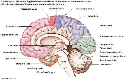 عکس مغز انسان و توضیحات آن به انگلیسی