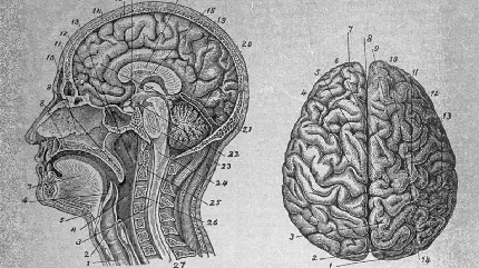 عکس تشریح مغز انسان توسط دانشمندان قدیم و باستانی