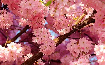 عکس زیبای شکوفه های بهاری درخت گیلاس برای کارت پستال و نوشتن متن