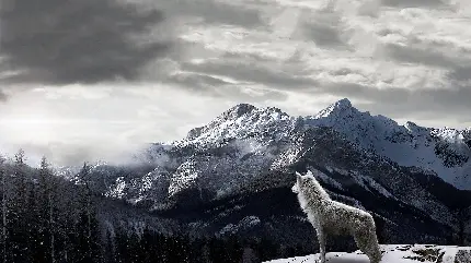 والپیپر از گرگ سفید با منظره فوق العاده زیبا