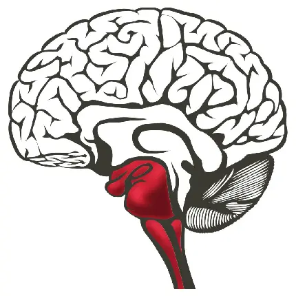 عکس مغز و نخاع انسان